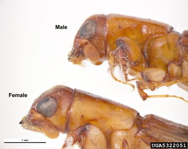 polyphagous pinhole borer, Platypus australis  (Coleoptera: Curculionidae) - 5322051