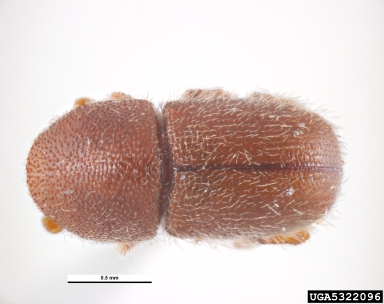 bark beetle, Dactylotrypes longicollis  (Coleoptera: Curculionidae) - 5322096