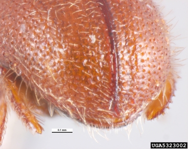 bark beetle, Dactylotrypes longicollis  (Coleoptera: Curculionidae) - 5323002
