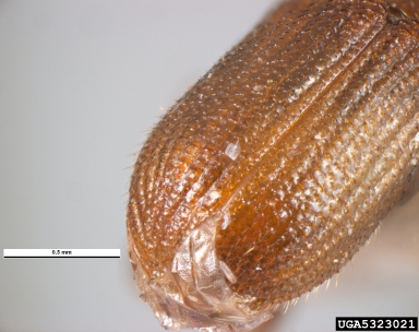 southern pine beetle, Dendroctonus frontalis  (Coleoptera: Curculionidae) - 5323021