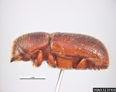 bark beetle, Dryocoetes autographus  (Coleoptera: Curculionidae) - 5323064