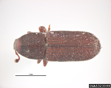 bark beetle, Hylastes angustatus  (Coleoptera: Curculionidae) - 5323099