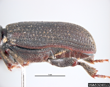black pine bark beetle, Hylastes ater  (Coleoptera: Curculionidae) - 5324011