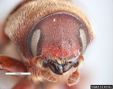bark beetle, Hyleops glabratus  (Coleoptera: Curculionidae) - 5324041