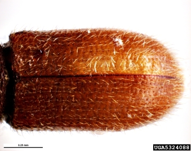 bark beetle, Hylurdrectonus araucariae  (Coleoptera: Curculionidae) - 5324088