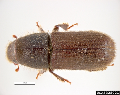 goldenhaired bark beetle, Hylurgus ligniperda  (Coleoptera: Curculionidae) - 5325021