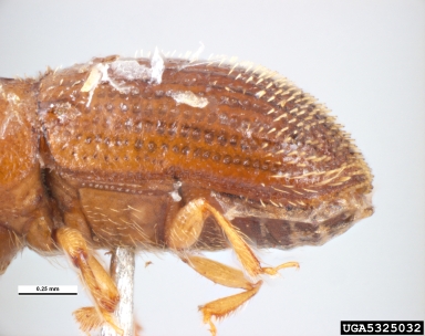 kiawe scolytid, Hypothenemus birmanus  (Coleoptera: Curculionidae) - 5325032