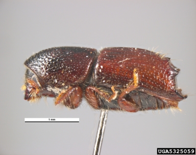 engraver beetle, Ips acuminatus  (Coleoptera: Curculionidae) - 5325059
