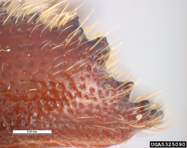 eastern fivespined ips, Ips grandicollis  (Coleoptera: Curculionidae) - 5325090