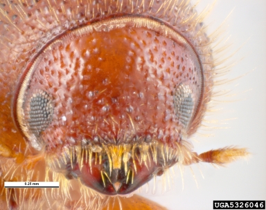 bark beetle, Orthotomicus angulatus  (Coleoptera: Curculionidae) - 5326046