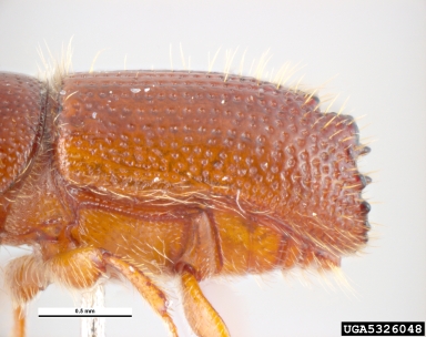 bark beetle, Orthotomicus angulatus  (Coleoptera: Curculionidae) - 5326048