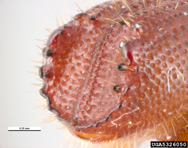 bark beetle, Orthotomicus angulatus  (Coleoptera: Curculionidae) - 5326050