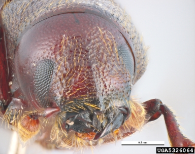 bark beetle, Pachycotes peregrinus  (Coleoptera: Curculionidae) - 5326064