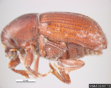 seed beetle, Pagiocerus frontalis  (Coleoptera: Curculionidae) - 5326073