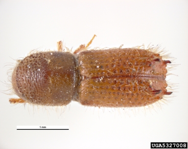 silver fir bark beetle, Pityokteines curvidens  (Coleoptera: Curculionidae) - 5327008