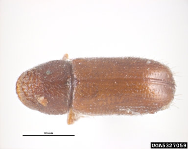 bark beetle, Pityophthorus pubescens  (Coleoptera: Curculionidae) - 5327059