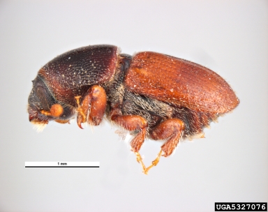 bark beetle, Scolytus amygdali  (Coleoptera: Curculionidae) - 5327076