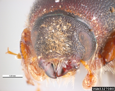 bark beetle, Scolytus amygdali  (Coleoptera: Curculionidae) - 5327080
