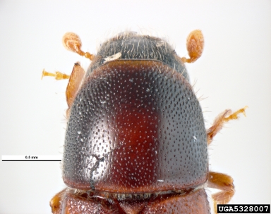 European oak bark beetle, Scolytus intricatus  (Coleoptera: Curculionidae) - 5328007