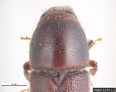 bark beetle, Scolytus kirschii  (Coleoptera: Curculionidae) - 5328015