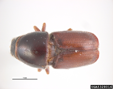 middle elm tree split bark beetle, Scolytus laevis  (Coleoptera: Curculionidae) - 5328016