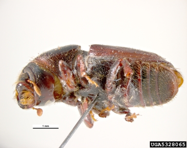 birch bark beetle, Scolytus ratzeburgi  (Coleoptera: Curculionidae) - 5328065