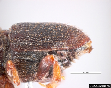 shothole borer, Scolytus rugulosus  (Coleoptera: Curculionidae) - 5328076