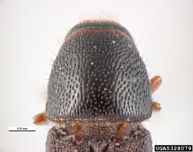 shothole borer, Scolytus rugulosus  (Coleoptera: Curculionidae) - 5328079