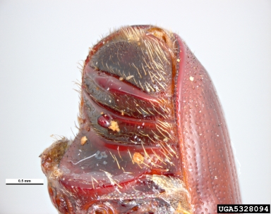 large elm beetle, Scolytus scolytus  (Coleoptera: Curculionidae) - 5328094