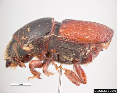 bark beetle, Scolytus sulcifrons  (Coleoptera: Curculionidae) - 5329004