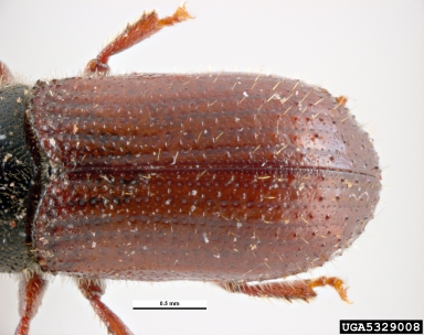 lesser pine shoot beetle, Tomicus minor  (Coleoptera: Curculionidae) - 5329008