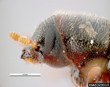 lesser pine shoot beetle, Tomicus minor  (Coleoptera: Curculionidae) - 5329010