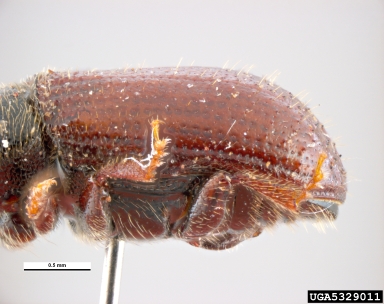 lesser pine shoot beetle, Tomicus minor  (Coleoptera: Curculionidae) - 5329011