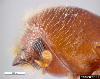 ambrosia beetle, Xyleborus monographus  (Coleoptera: Curculionidae) - 5329085
