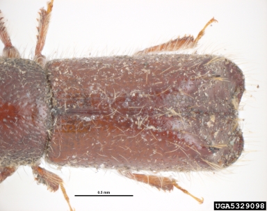 bark beetle, Xylocleptes bispinus  (Coleoptera: Curculionidae) - 5329098