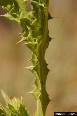 bull cottonthistle, Onopordum tauricum  (Asterales: Asteraceae) - 5330021