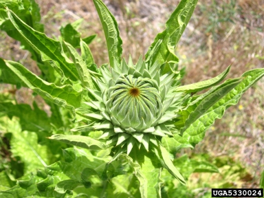 bull cottonthistle, Onopordum tauricum  (Asterales: Asteraceae) - 5330024
