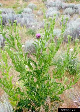 bull cottonthistle, Onopordum tauricum  (Asterales: Asteraceae) - 5330027