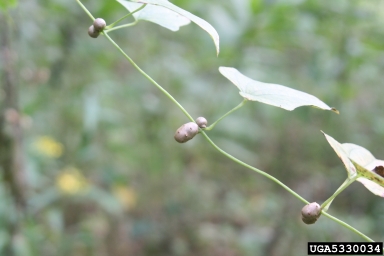 Chinese yam, Dioscorea polystachya  (Dioscoreales: Dioscoreaceae) - 5330034