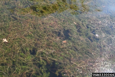 Eurasian watermilfoil, Myriophyllum spicatum  (Haloragales: Haloragaceae) - 5330044
