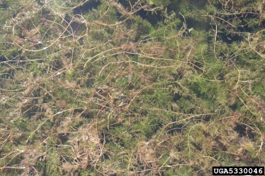 Eurasian watermilfoil, Myriophyllum spicatum  (Haloragales: Haloragaceae) - 5330046