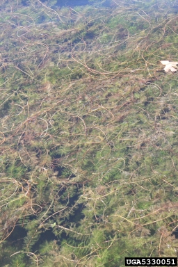 Eurasian watermilfoil, Myriophyllum spicatum  (Haloragales: Haloragaceae) - 5330051