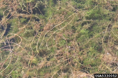Eurasian watermilfoil, Myriophyllum spicatum  (Haloragales: Haloragaceae) - 5330052
