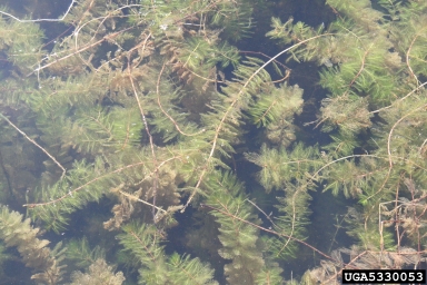 Eurasian watermilfoil, Myriophyllum spicatum  (Haloragales: Haloragaceae) - 5330053