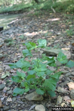 perilla mint, Perilla frutescens  (Lamiales: Lamiaceae) - 5330061