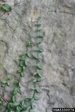 winter creeper, Euonymus fortunei  (Celastrales: Celastraceae) - 5330074
