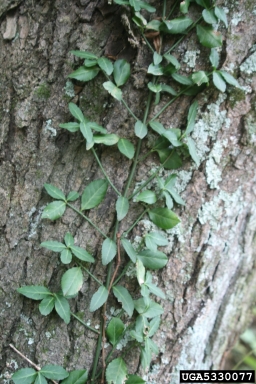 winter creeper, Euonymus fortunei  (Celastrales: Celastraceae) - 5330077