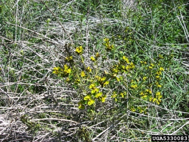 brown-legged spurge flea beetle (Aphthona lacertosa ) on leafy spurge (Euphorbia esula ) - 5330083