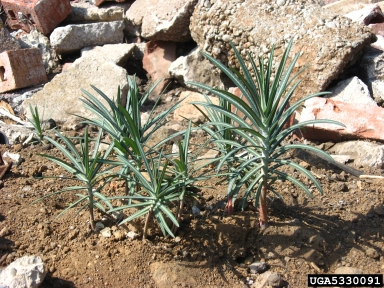 moleplant, Euphorbia lathyris  (Euphorbiales: Euphorbiaceae) - 5330091