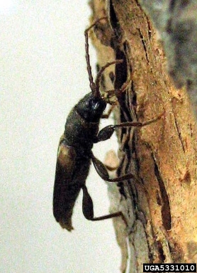 brown spruce longhorn beetle (Tetropium fuscum ) on spruce (Picea spp. ) - 5331010